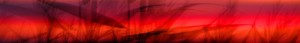 cropped-10557517_732799706780095_163418659277386001_o.jpg