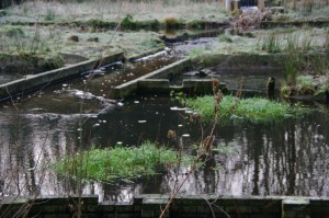 Waterloopbos 150121
