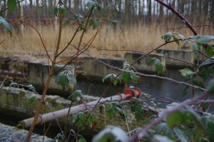 Waterloopbos 150121