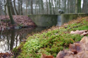 Waterloopbos 150121