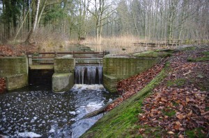 Waterloopbos 150121