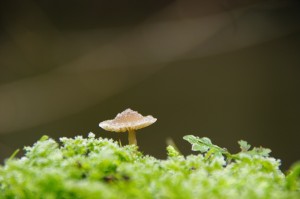 Waterloopbos 150121