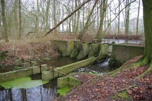 Waterloopbos 150121