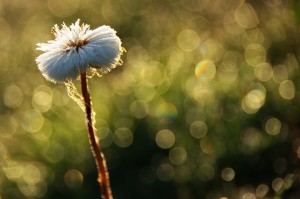 Natuurfoto_AnitaBoes_150421